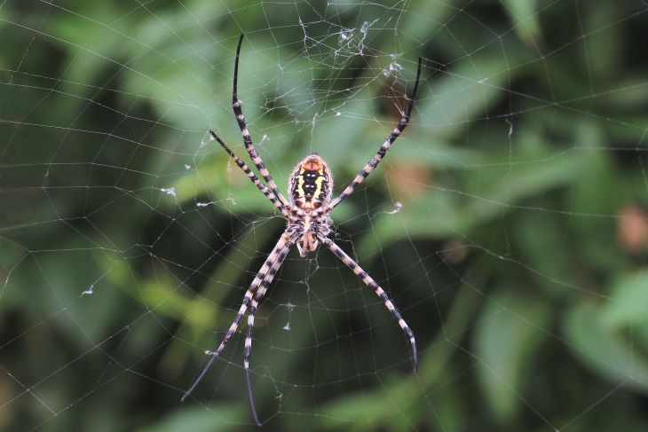  spinnen-in-tuin